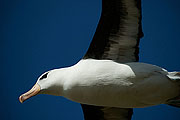 Picture 'Ant1_1_0435 Black-browed Albatross, Saunders Island, Falkland Islands, Antarctica and sub-Antarctic islands'